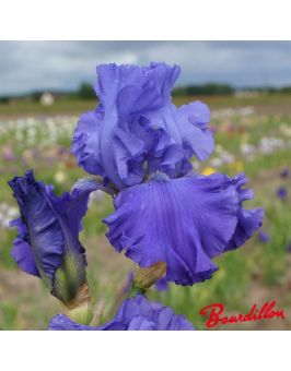 Iris : Blenheim Royal