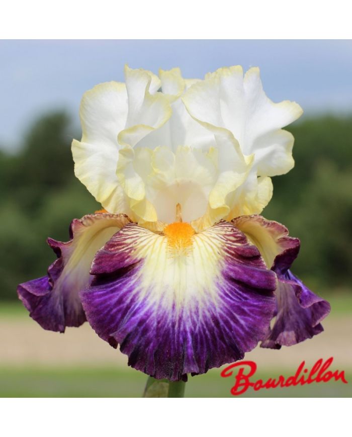 Iris : Boulevard Jazz