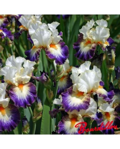 Iris : Boulevard Jazz