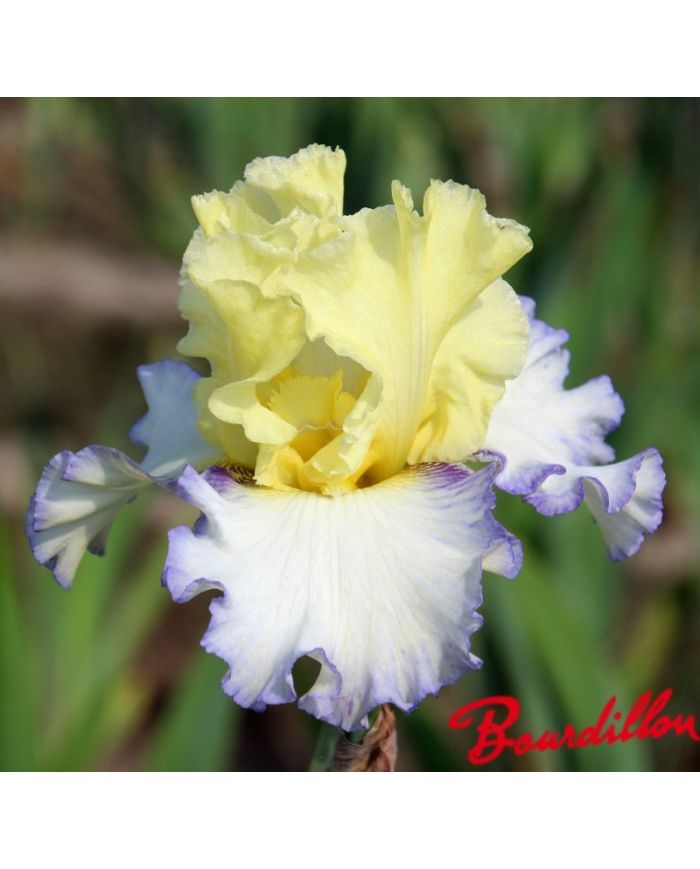 Iris : Boundless