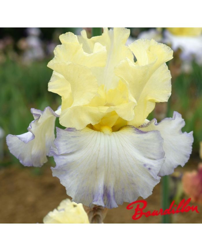 Iris : Boundless