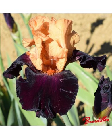 Iris : Brilliant Disguise