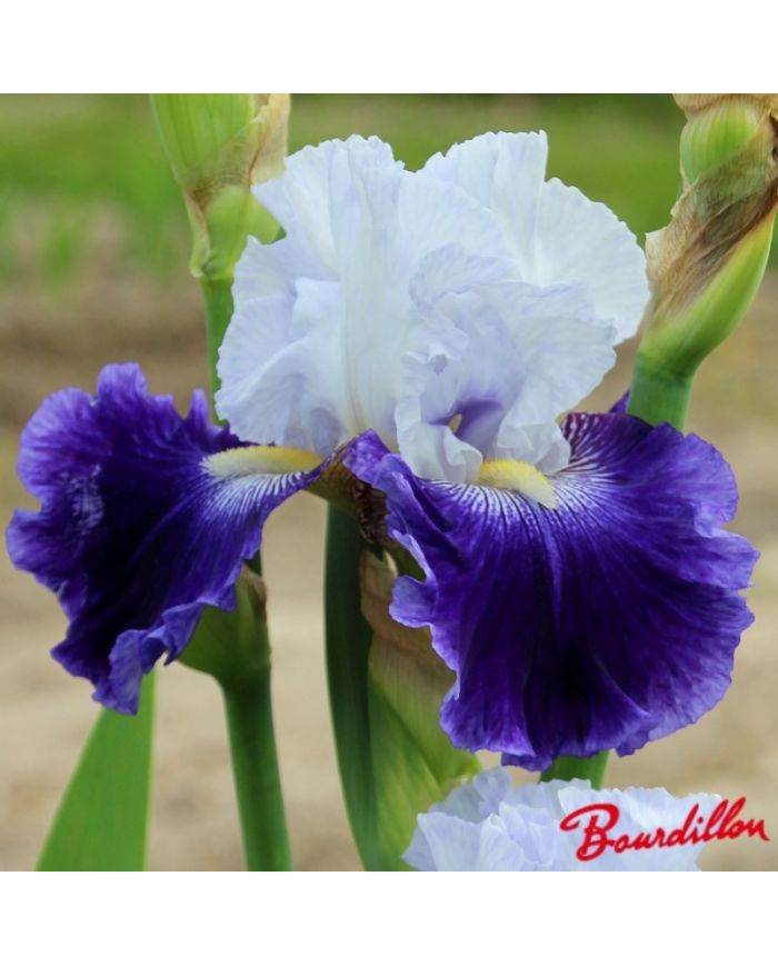Iris : Calling