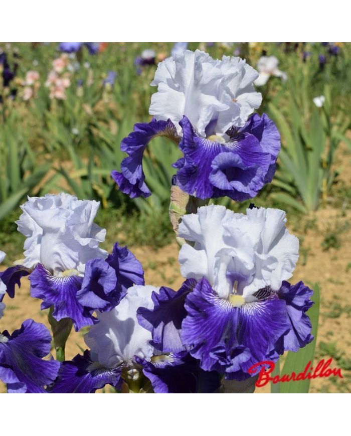 Iris : Calling