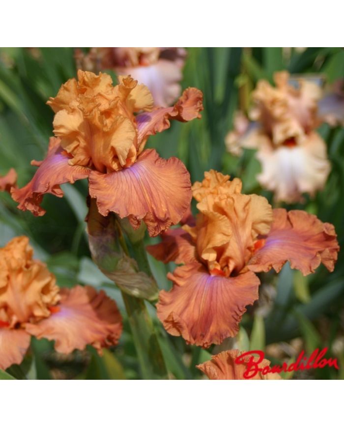 Iris : Candy Colour