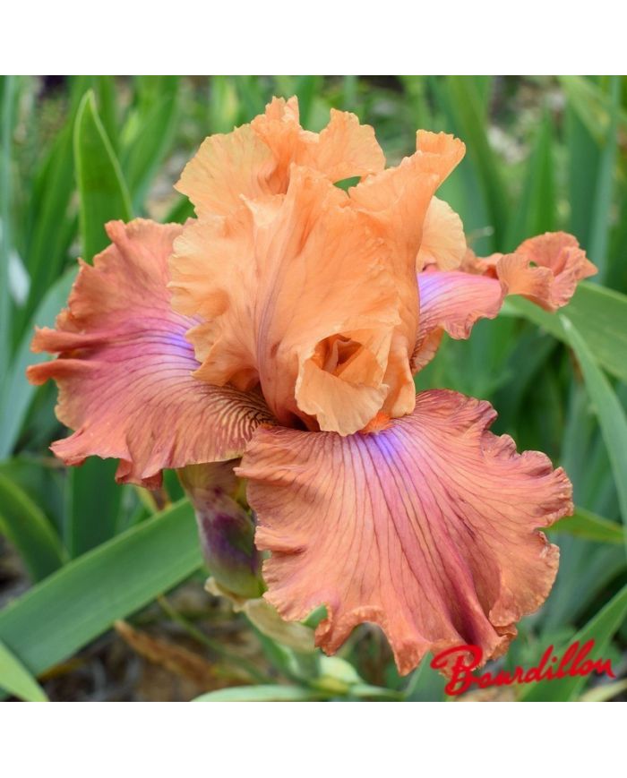 Iris : Candy Colour