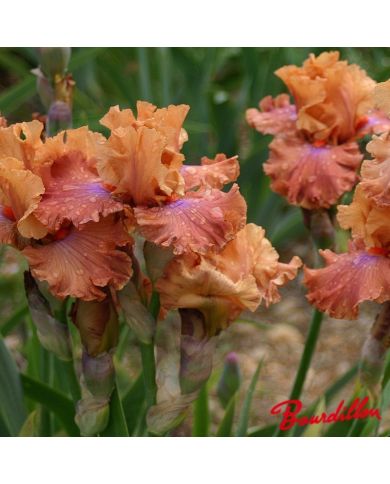 Iris : Candy Colour