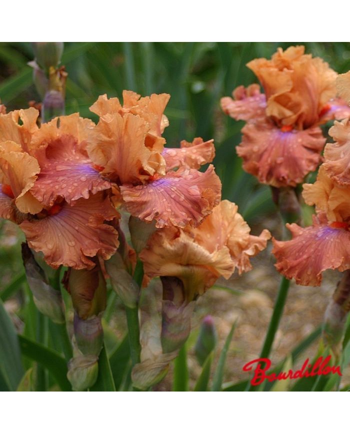 Iris : Candy Colour