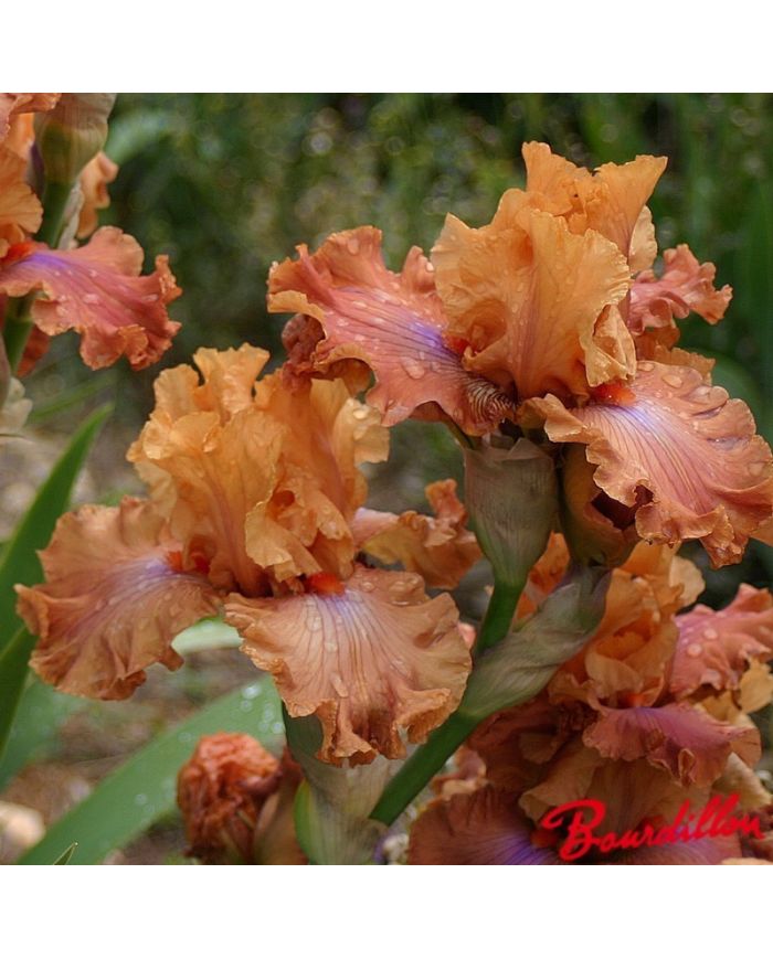 Iris : Candy Colour