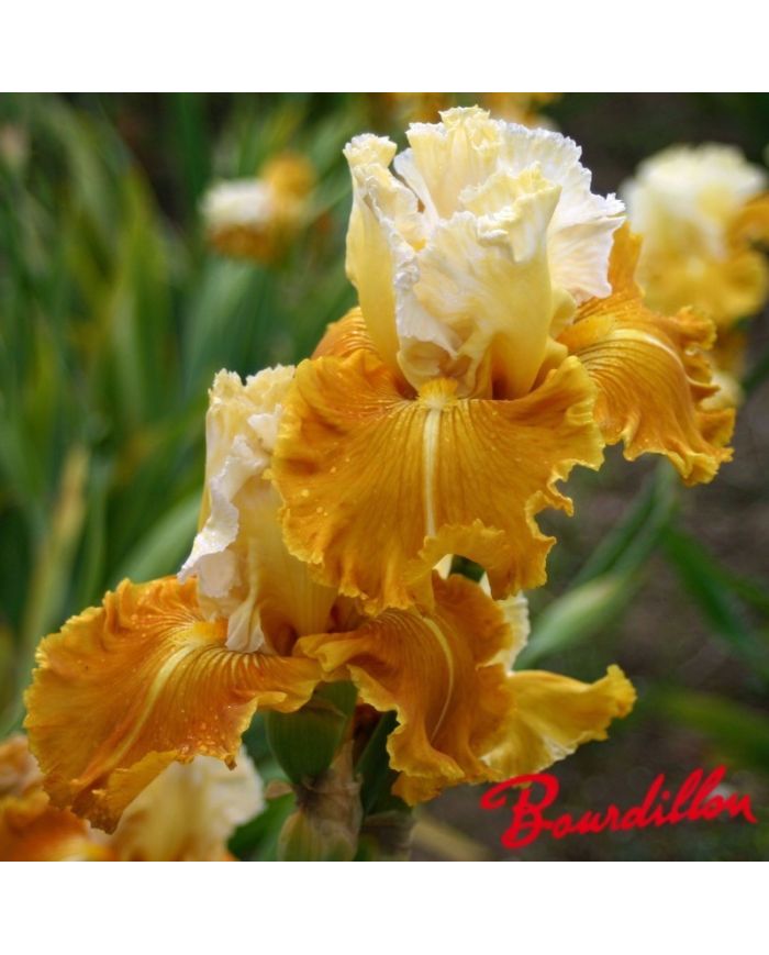 Iris : Caramel Dream