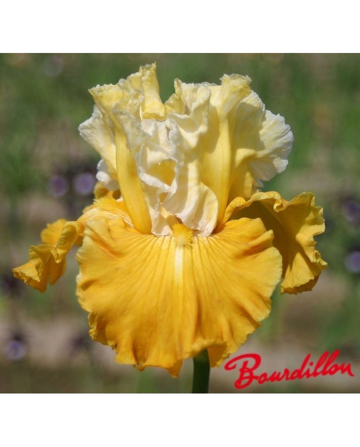 Iris : Caramel Dream