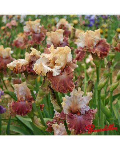 Iris : Champagne And Strawberries