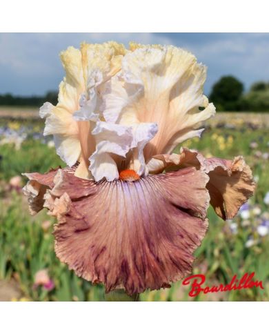 Iris : Champagne And Strawberries