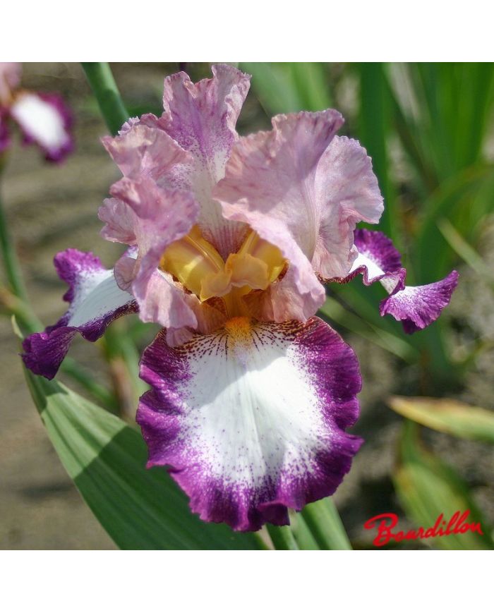 Iris : Change Of Pace