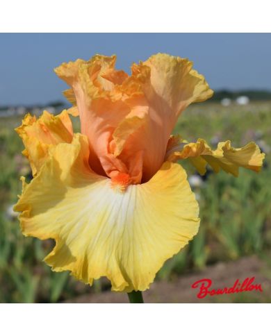 Iris : Chariots Of Fire