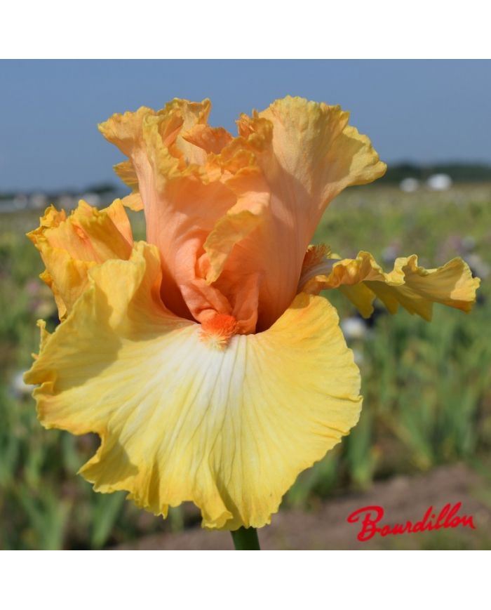 Iris : Chariots Of Fire
