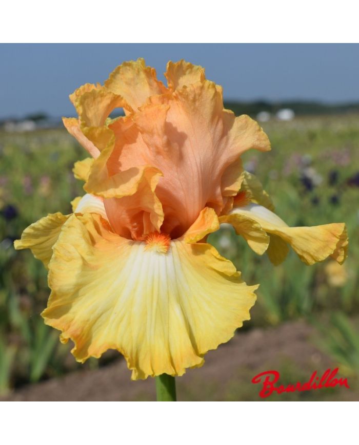 Iris : Chariots Of Fire