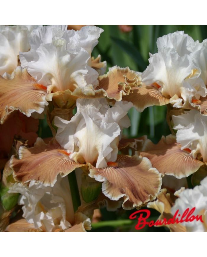 Iris : Coffee Whisper
