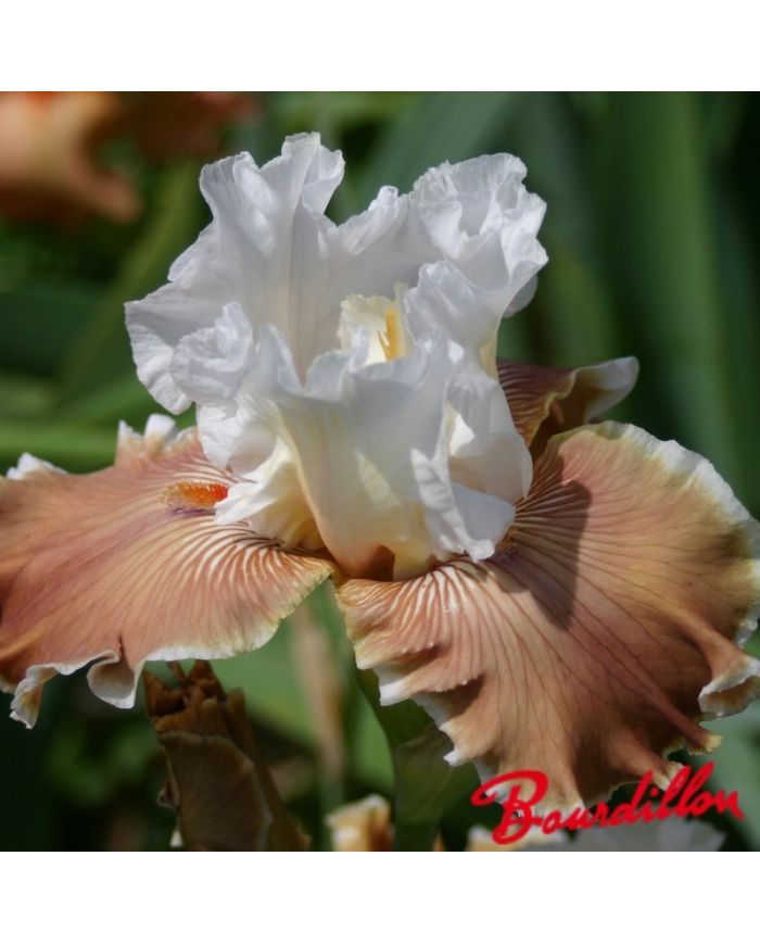Iris : Coffee Whisper