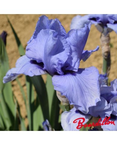 Iris : Codicil