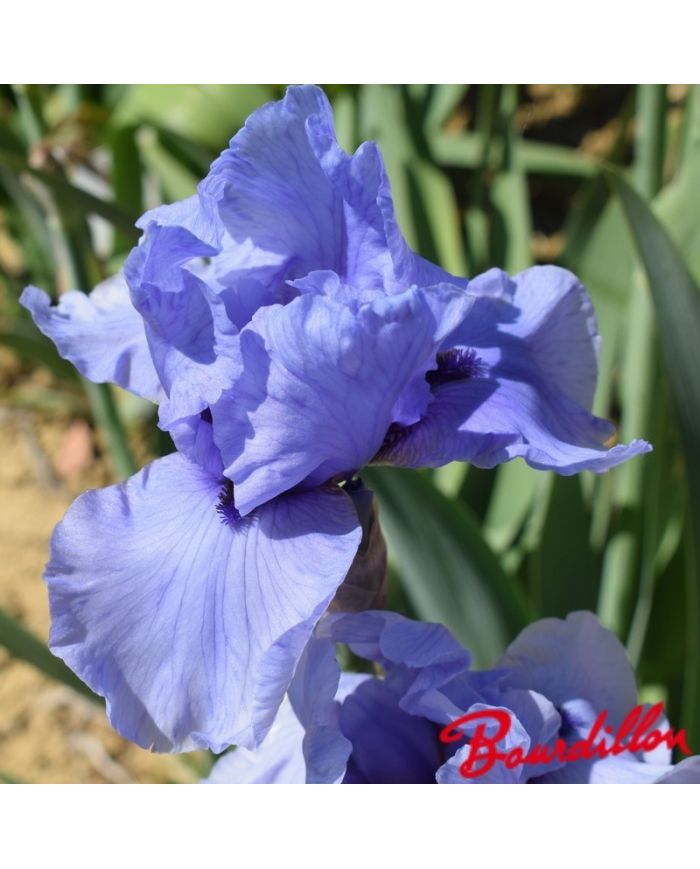 Iris : Codicil