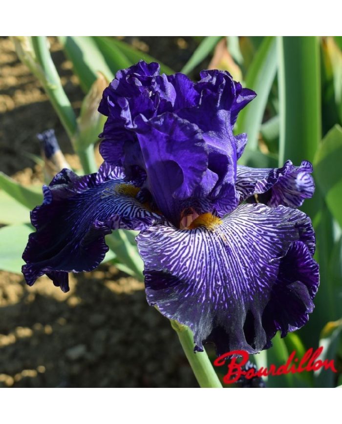 Iris : Clotho's Web