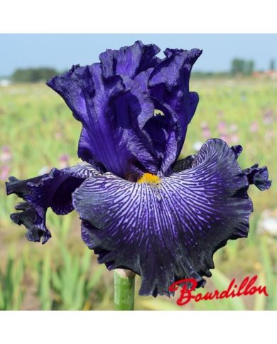 Iris : Clotho's Web