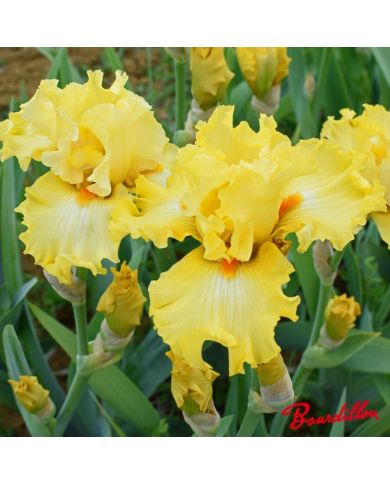 Iris : Dance Till Dawn