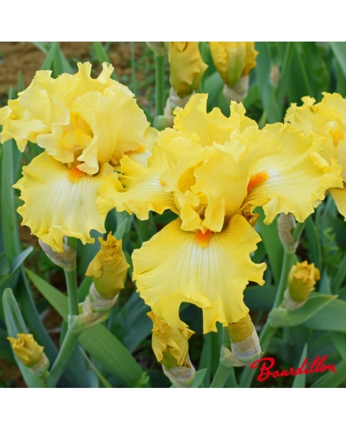 Iris : Dance Till Dawn