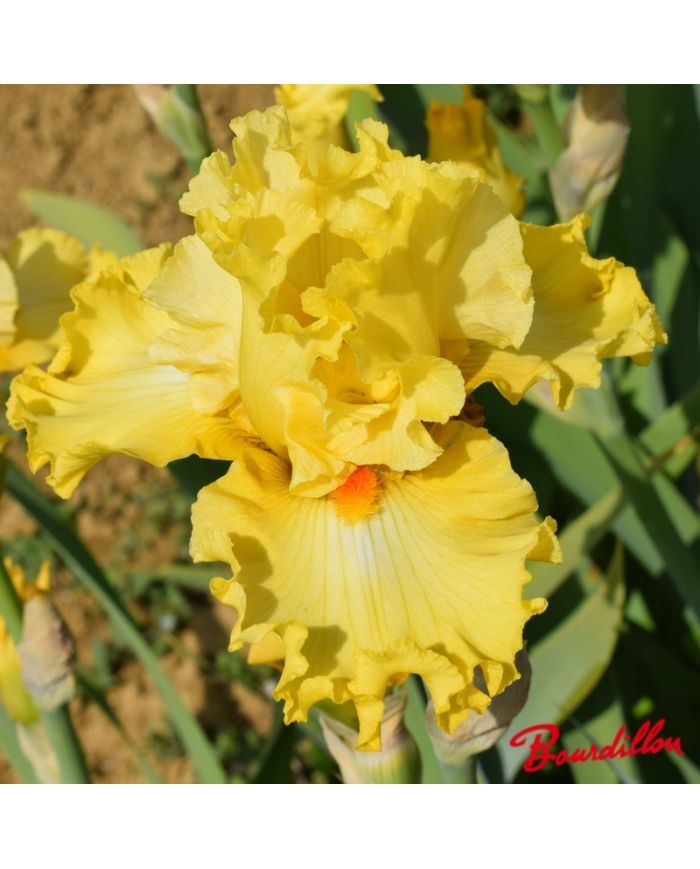 Iris : Dance Till Dawn
