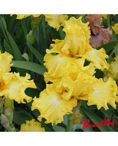 Iris : Dance Till Dawn