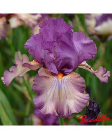 Iris : Dandy  Candy