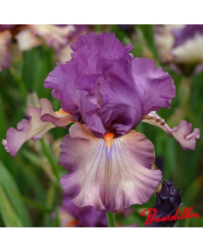Iris : Dandy  Candy
