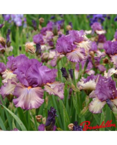 Iris : Dandy  Candy