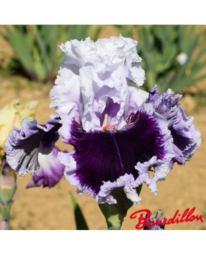 Iris : Daring Déception
