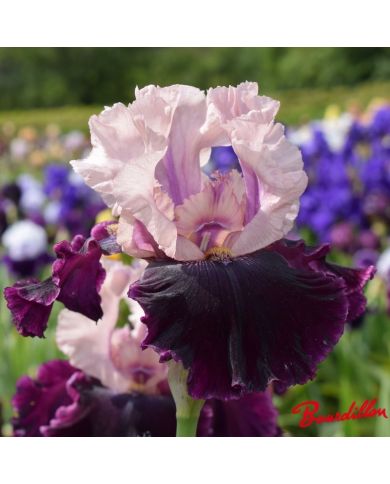 Iris : Dawn To Dusk