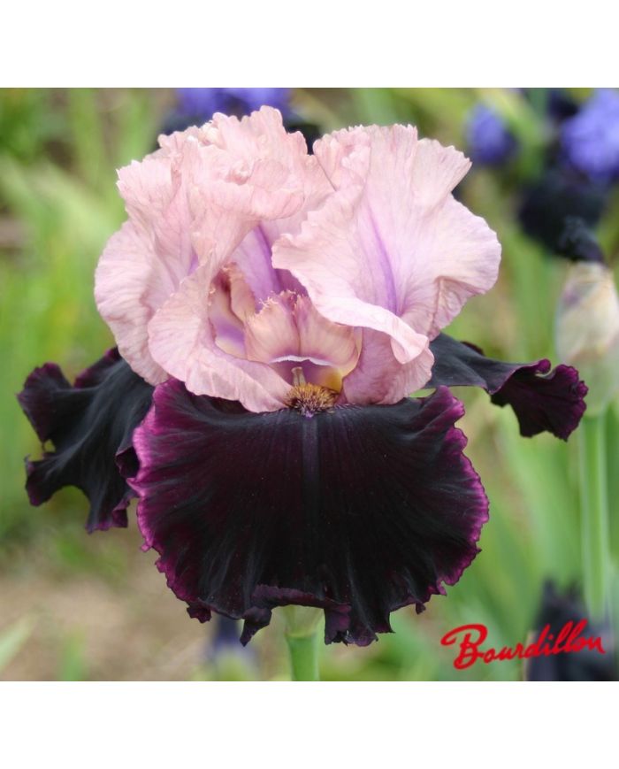 Iris : Dawn To Dusk