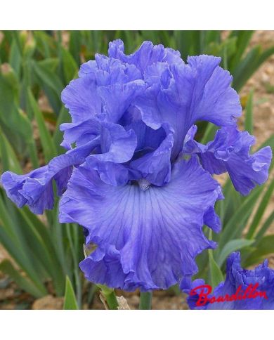 Iris : Delta Blues
