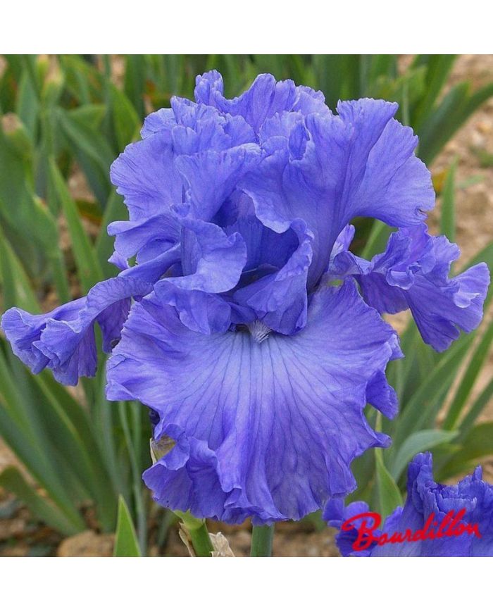 Iris : Delta Blues