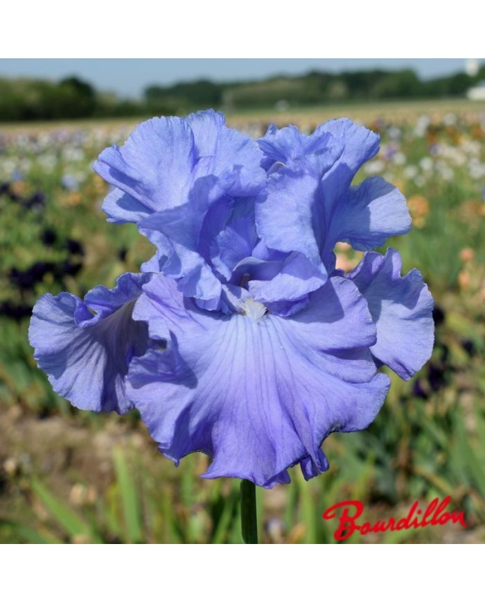 Iris : Delta Blues