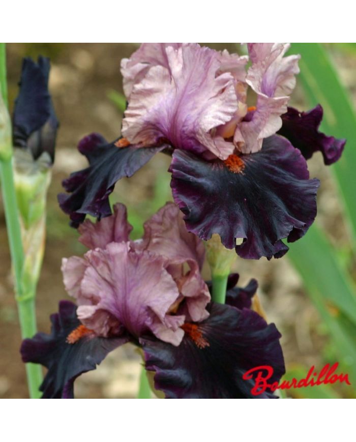 Iris : Disguise