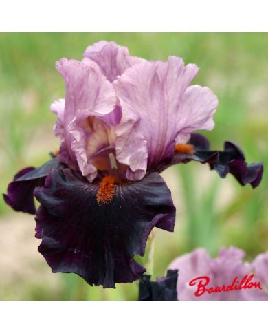 Iris : Disguise