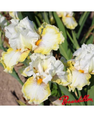 Iris : Double Ringer