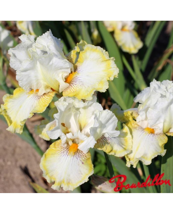 Iris : Double Ringer