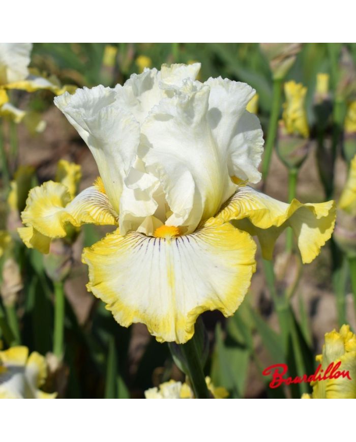 Iris : Double Ringer