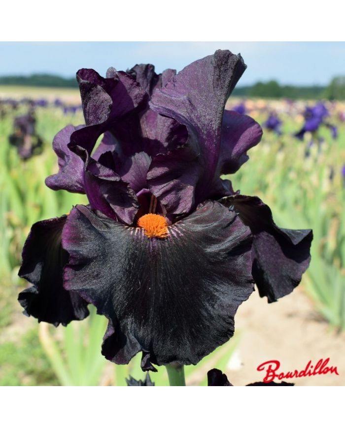 Iris : Dracula 's Kiss