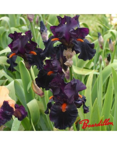 Iris : Dracula 's Kiss
