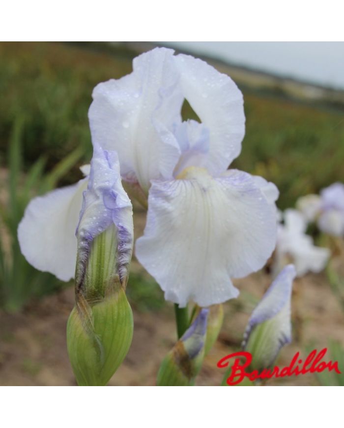 Iris : English Cottage