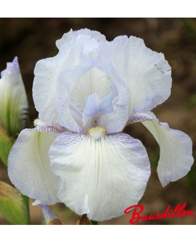 Iris : English Cottage