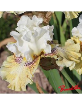 Iris : Fancy A Flutter